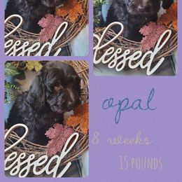 Girl 4 - Saint Berdoodle puppy in St. Maries, Idaho from Casseldoodles @ CasselFarm