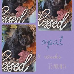 Girl 4 - Saint Berdoodle puppy in St. Maries, Idaho from Casseldoodles @ CasselFarm