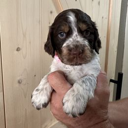 Hot Pink - Tri-Roan female English Springer Spaniel puppy in Godley, Texas from Legacy Springer Spaniels