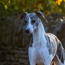 Eve - Whippet
