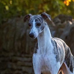 Eve - Whippet
