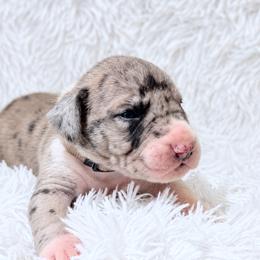 Gale - Mantle merle male Great Dane puppy in Montgomery, Texas from KD Sweet Southern Danes
