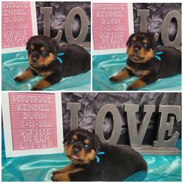 Miniature Schnauzer and Rottweiler Puppies from Mystique Kennel