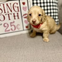 Jax - Cream male Dachshund puppy in Fort Gibson, Oklahoma from Cooper’s Dachshunds
