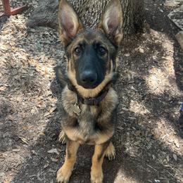 Lars (green) - Sable male German Shepherd puppy in Boerne, Texas from Sudenblick German Shepherds