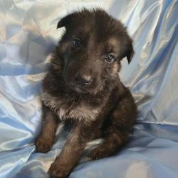 Brown Boy - Black and tan male Shiloh Shepherd puppy in Dover, Florida from Heritage Shilohs
