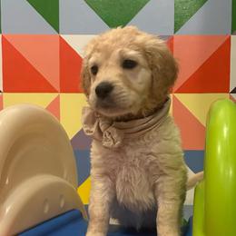 Ms. Brown - Cream female Goldendoodle puppy in Blue Springs, Missouri from Farmstead 51
