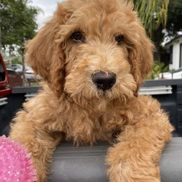 Goldendoodle, Maltipoo, and Poodle Puppies from doodles.puppes