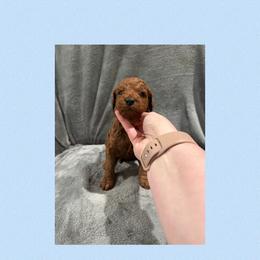 Mars - Red male Irish Doodle puppy in Harrisburg, Arkansas from Ransone’s Ridge Runners Poodles and Doodles