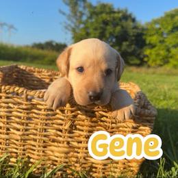 Gene - Yellow male Labrador Retriever puppy in Lucasville, Ohio from Backwoods Labradors