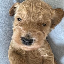 Jasper - Apricot male Goldendoodle puppy in Gilbert, Arizona from DogHouse Doodles