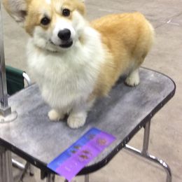 Cotons de Tulear and Pembroke Welsh Corgis from Marnac