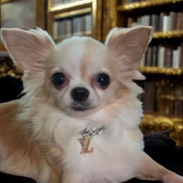 Jazzie - Chihuahua