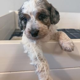 Laramie - Blue Springerdoodle puppy in Collinsville, Oklahoma from Sweet Sunny Sproodles