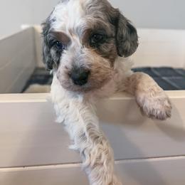 Laramie - Blue Springerdoodle puppy in Collinsville, Oklahoma from Sweet Sunny Sproodles