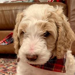 Goldendoodles from Hope Acres