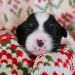 Gumdrop boy 5 - Black tri-color male Australian Shepherd puppy in Tehachapi, California from Astralvale Aussies