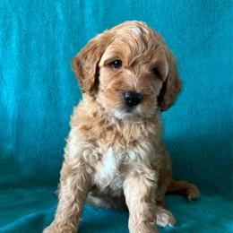 M30 - Apricot male Goldendoodle puppy in West Point, Iowa from Jim Anderson
