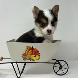 Rain - Black and tan male Pembroke Welsh Corgi puppy in Waco, Texas from The Comma Corgis