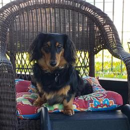 Henri - Black and tan male Dachshund puppy in Jacksonville, Florida from Little Lords & Ladies Dachshunds