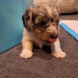 Dachshund Puppies from Schön Duchshund