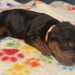 Lillian - Black and tan female Yorkshire Terrier puppy in Wagoner, Oklahoma from Rosenthal Yorkies