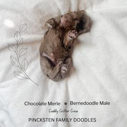 Otter - Chocolate merle male Bernedoodle puppy in Jackson, Missouri from Pincksten Family Doodles