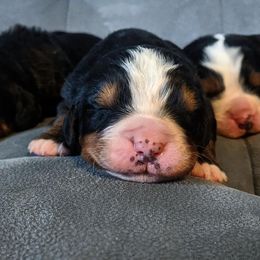 Brontide - Bernese Mountain Dog puppy in Hotchkiss, Colorado from Grand Mesa Mountain Dogs
