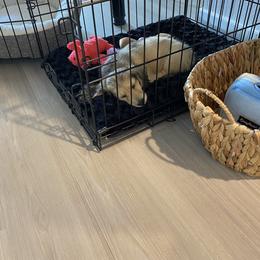 Dachshund Puppies from Meadow Ridge Dachshunds
