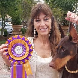 Doberman Pinschers from Rok'n Dobermans
