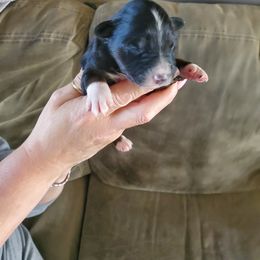 Girl 5 - Black Australian Shepherd puppy in Big Lake, Minnesota from Ninerpacker Aussies
