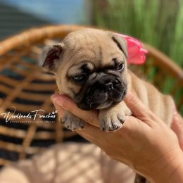 French Bulldog Puppies from Woodlands Frenchies