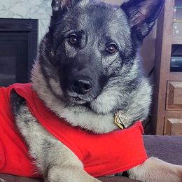 Norwegian Elkhounds from Furever Elkhounds