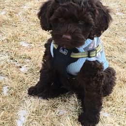 Australian Labradoodle Puppies from NorthStar Labradoodles, LLC.