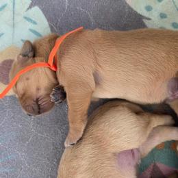 3rd pick - Golden male Golden Retriever puppy in Inverness, Florida from Sydney’s Goldens