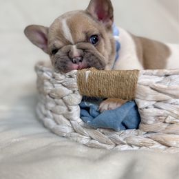 General - Fawn and white male French Bulldog puppy in Sterling Heights, Michigan from Freshwater Frenchies