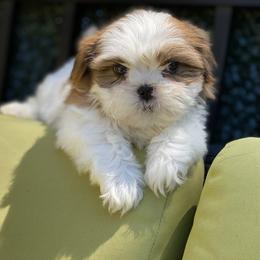 Boy 2 - Red and white male Shih Tzu puppy in Troy, Michigan from "Shihtzu Best Friend"