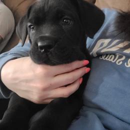 Girl 2 - Black female Cane Corso puppy in Mason City, Illinois from Red Wood Cane Corso