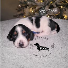 Lucy - Piebald female Dachshund puppy in Modesto, California from Cabrera Family Kennels