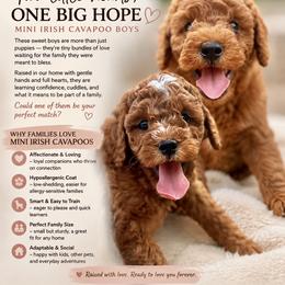 Cavapoo Puppies from The Doodle Den