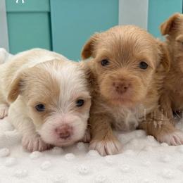 Yorkshire Terrier puppies from Lil Luxe Pups