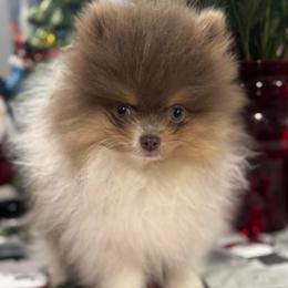 Coby - Tri-colored male Pomeranian puppy in New Lenox, Illinois from Illinois Poms