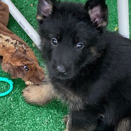 German Shepherd Puppies from Maska Honi Working German Shepherds