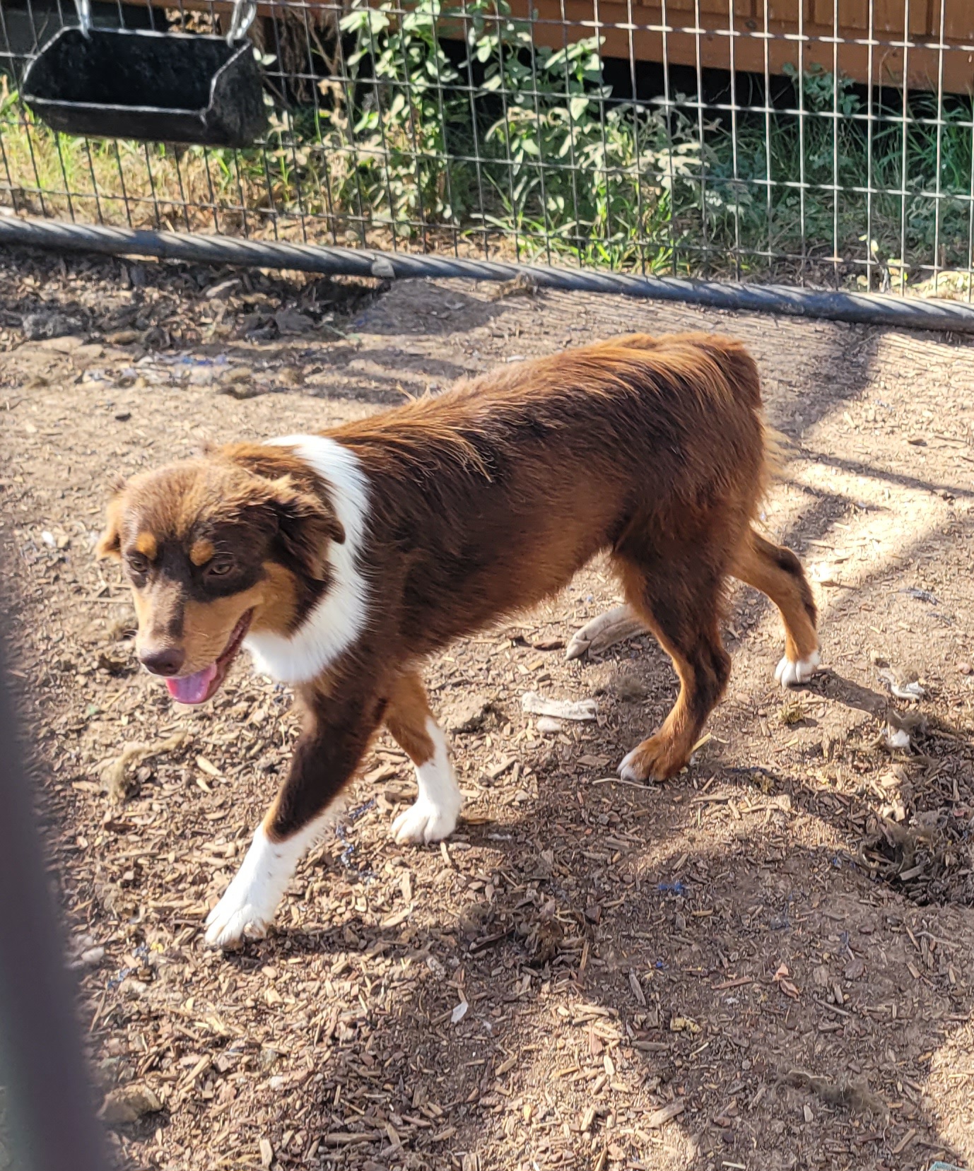 Mabel - Miniature Australian Shepherd