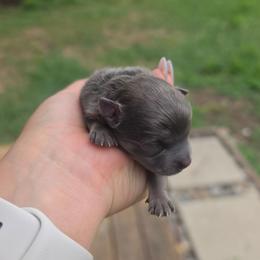 Bluey - Blue brindle male Pomeranian puppy in Fort Worth, Texas from Picture Perfect Poms