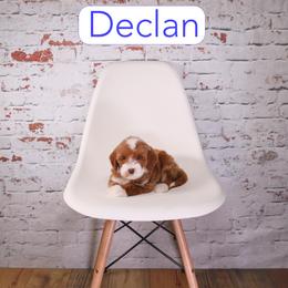Declan - Red  male Goldendoodle puppy in Calhoun, Georgia from Happy Top Doodles
