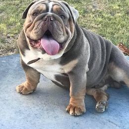 Bulldog and French Bulldog All Grown Up from Fancy Like Frenchies