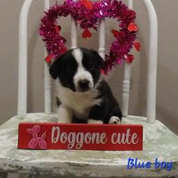 Blue - Black and white male Cardigan Welsh Corgi puppy in Lynchburg, Ohio from Old Iron Farm