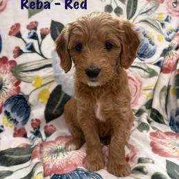 Reba - Red  female Goldendoodle puppy in Annville, Pennsylvania from Bellegrove Goldendoodles