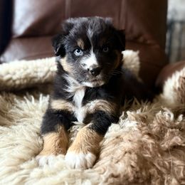 Australian Shepherd Puppies from DeVos Australian Shepherds